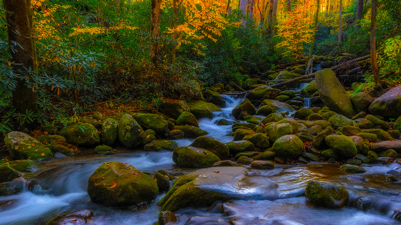 An autumnal view on the Roaring Fork Motor Nature Trail
