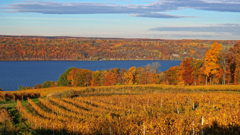 Autumn view of Seneca Lake with a vineyard