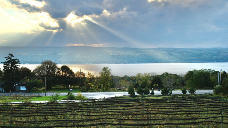Sunset over vineyards near Seneca Lake