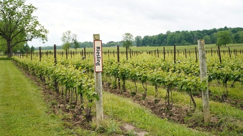 Vines at the Red Tail Ridge Winery