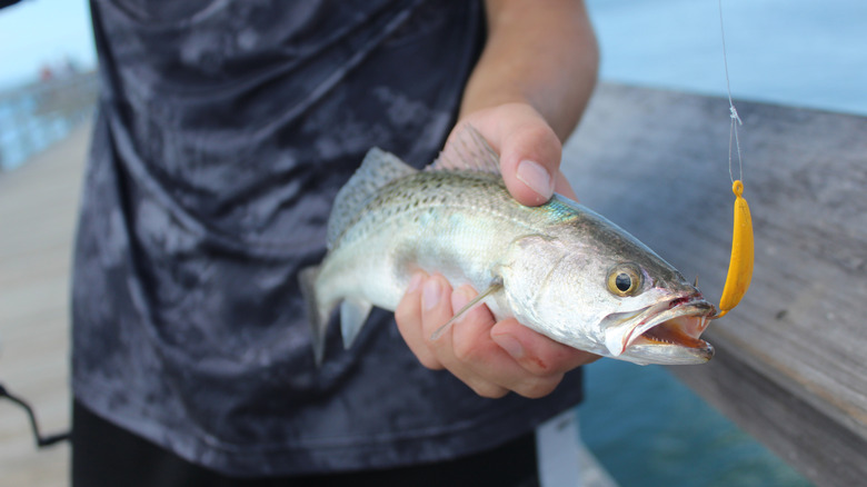 A man holds a speckled trout caught on a jig