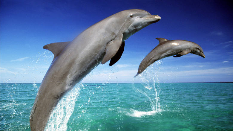 dolphins leaping