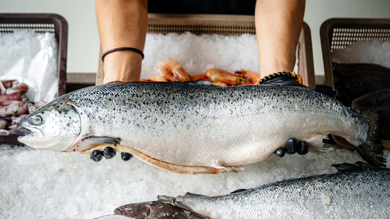 Seafood over ice at a fish market