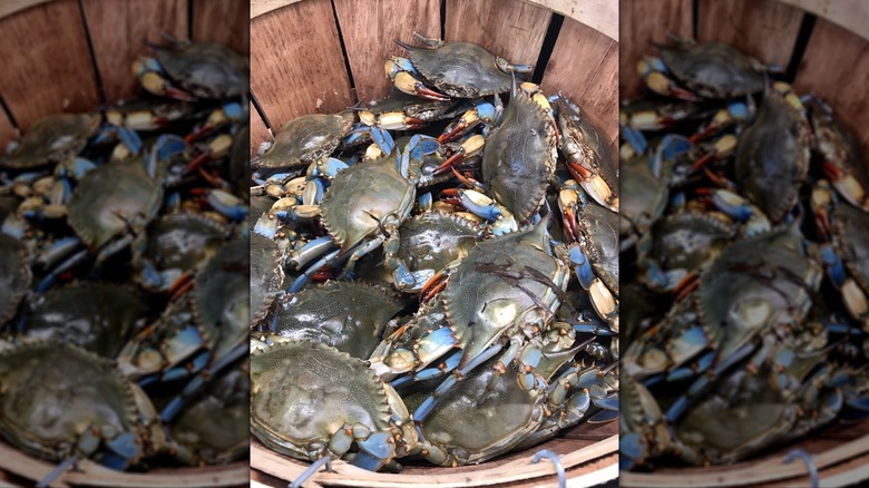 Blue crabs at the Seaview Crab Company in North Carolina