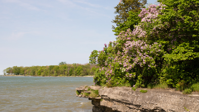 A flowery outcropping on Kelleys Island