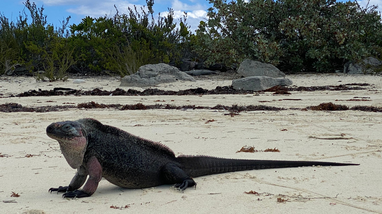 A rock iguana on the beach in Bahamas