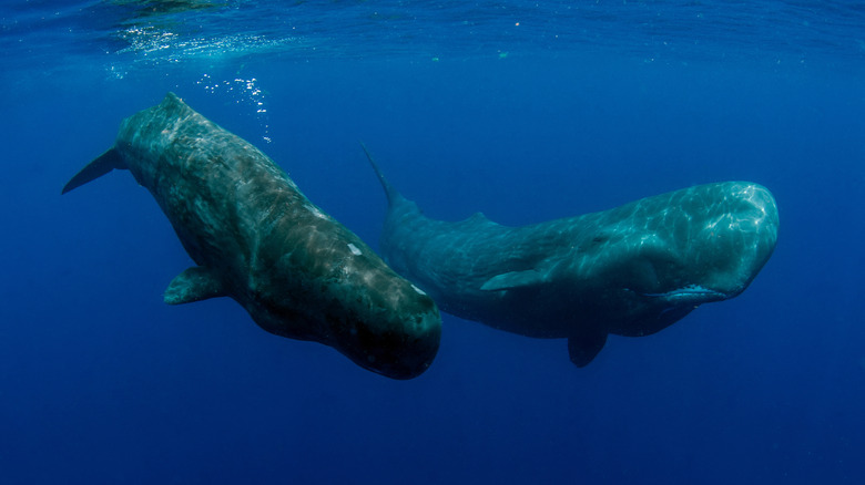 Sperm whales swimming off the coast of Dominica