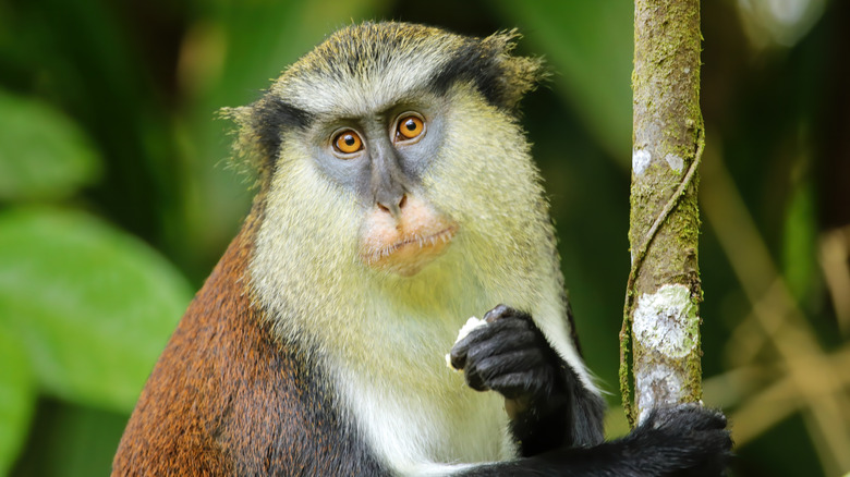 A mona monkey sits in a tree and pauses between bites of food in Grenada