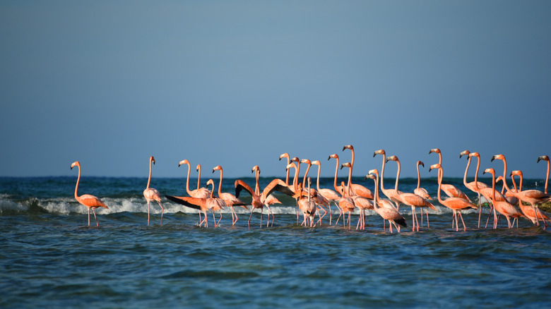 A group of flamingos gather on a Caribbean sandbar