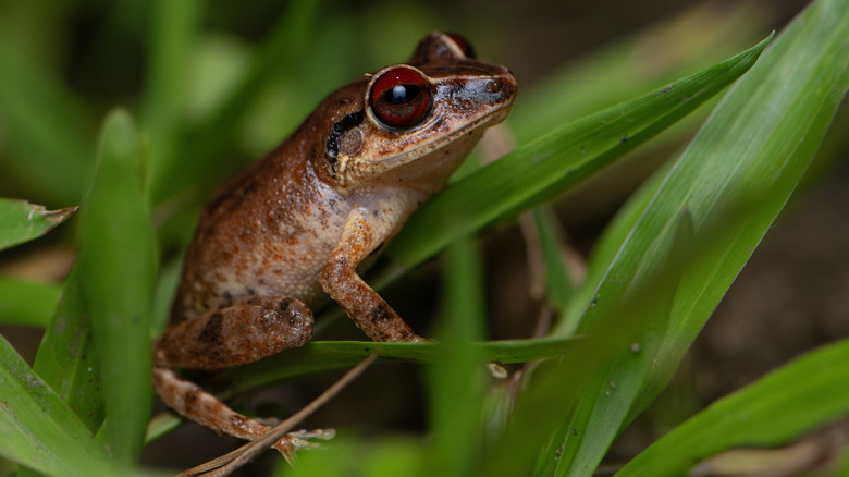 A red-eyed Coquí frog, endemic to Puerto Rico, sits in the grass