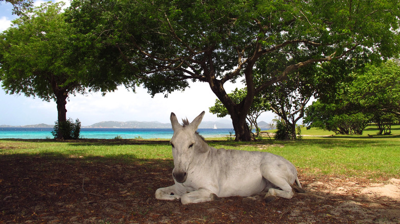 A wild donkey lies in a park on St. John with the Caribbean Sea in the background