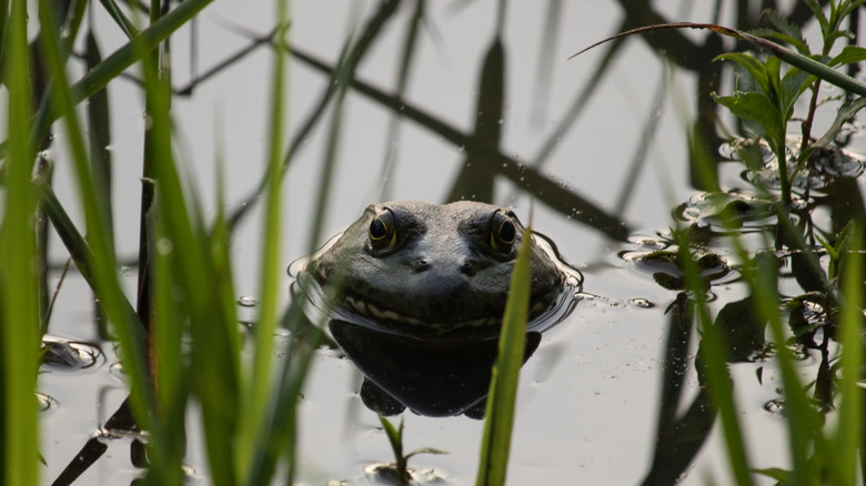 A frog sitting in the water at Texas' Double Lake Recreation Area, in the Sam Houston National Forest