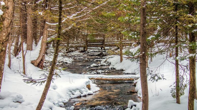 A small stream flowing through a snowy forest