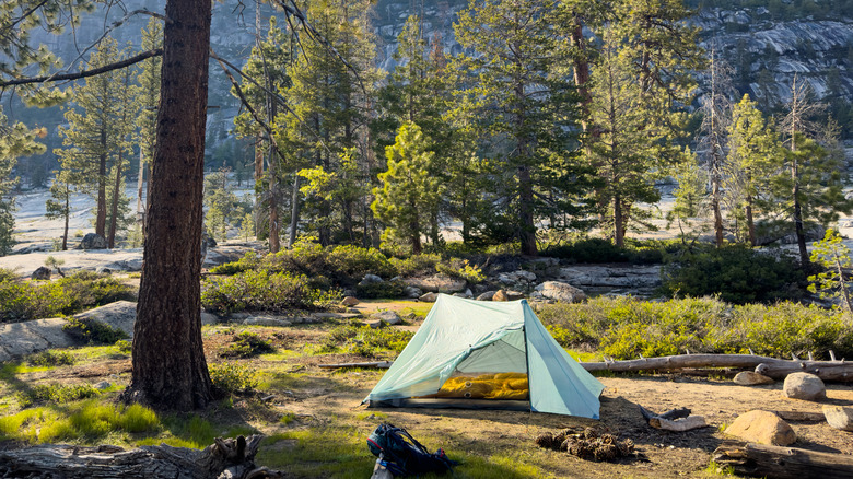 A small tent beneath pine trees at a grassy campsite in Yosemite National Park.