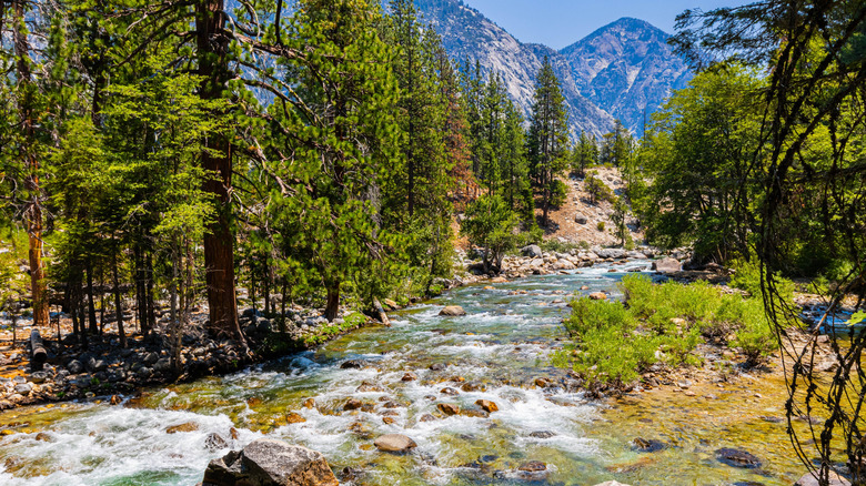 The rushing Kings River flows between pines and granite mountains at Kings Canyon National Park.