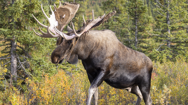 Bull moose in Denali National Park in Alaska