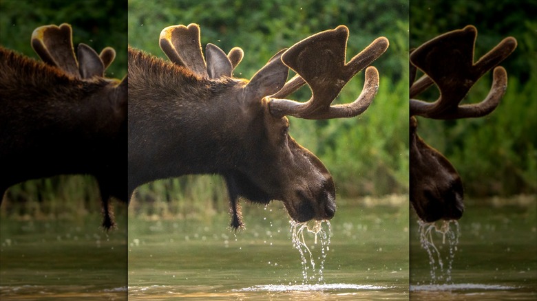 Moose drinking from Fishercap Lake in Glacier National Park