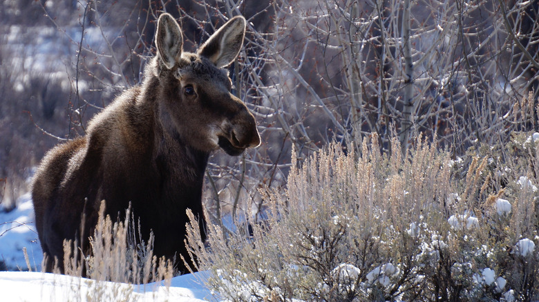 Moose calf in Grand Teton National Park