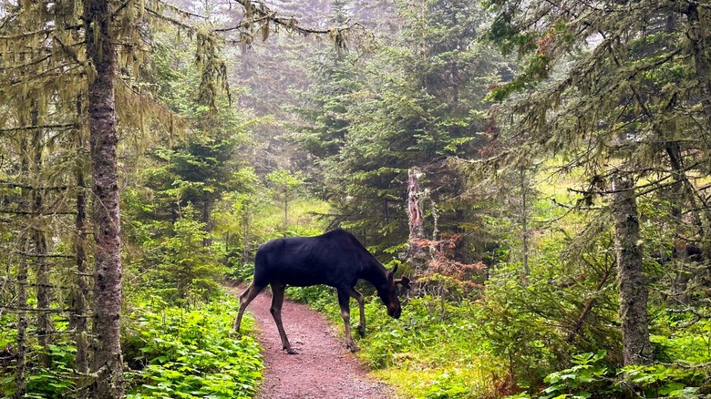 Moose crossing a trail in Isle Royale National Park in Michigan