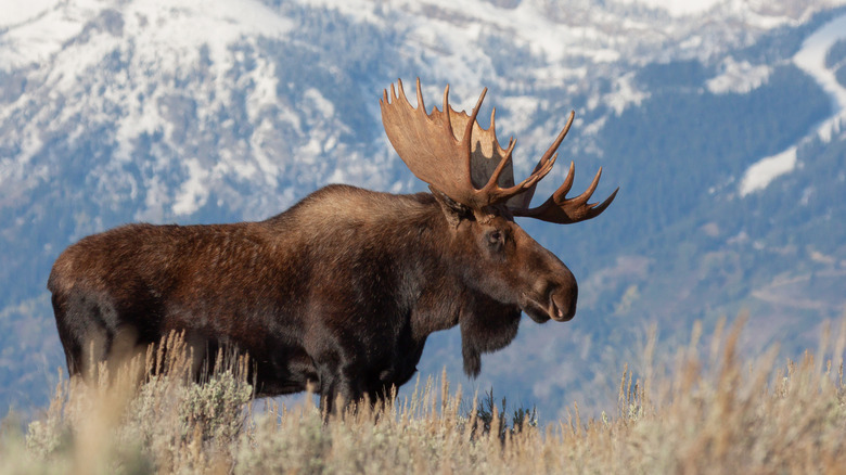 Bull moose in Grand Teton National Park