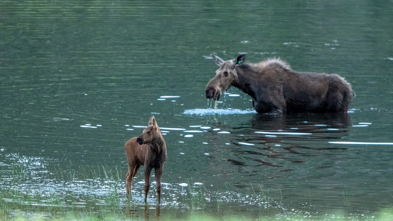Mother moose and calf in a lake in Rocky Mountain National Park