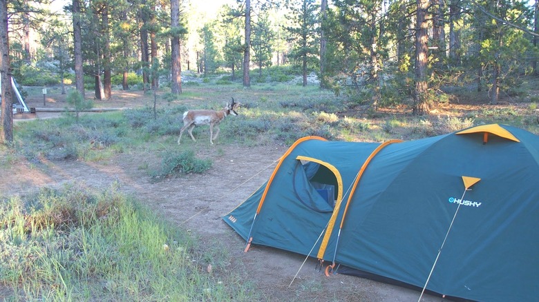 Deer walkiinig past a tent at Sunset Campground in Bryce Canyon National Park