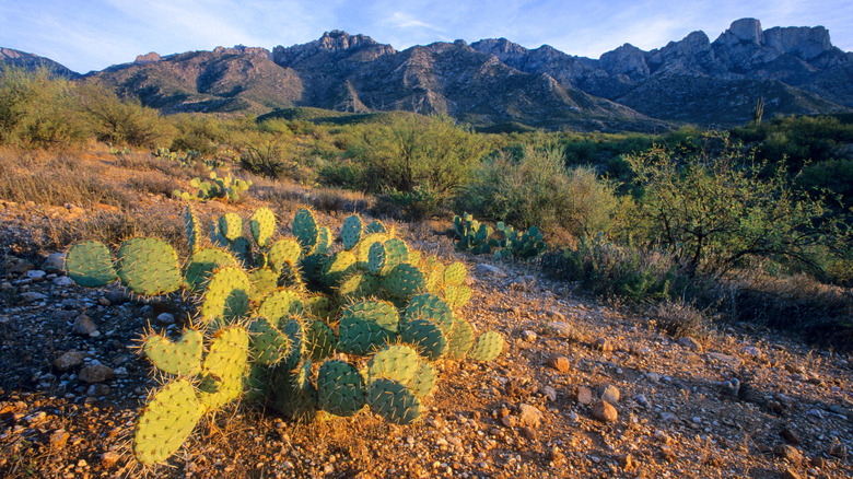 Cacti and mountains in Catalina State Park, Arizona