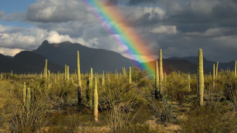 Rainbow in Ajo Mountain Drive Scenic Loop of Organ Pipe Cactus National Monument, Arizona