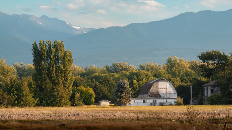 A barn in a field just outside of Sequim, Washington