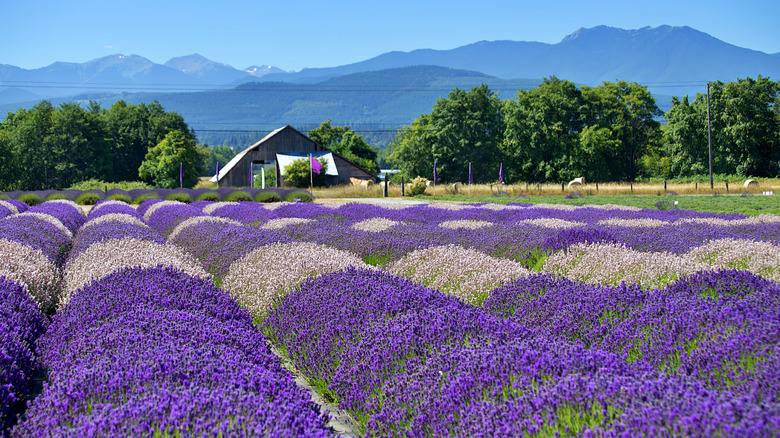 Lavender farms roll out around Sequim, Washington