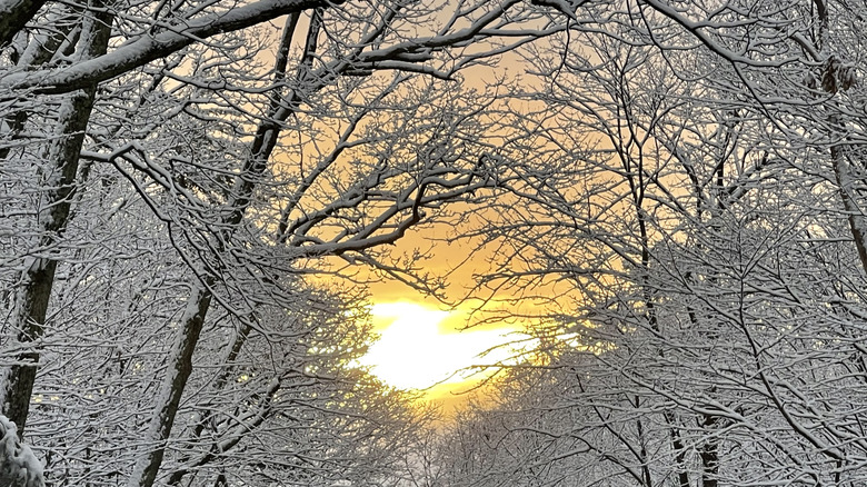 Snowy trees in the Catskills with light peeking through from a setting sun