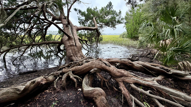 A tree with exposed roots at Skidaway Island State Park