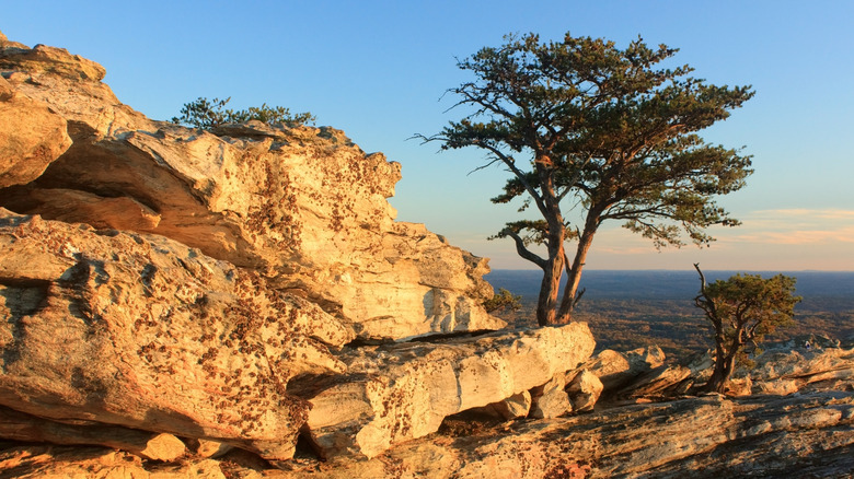 Afternoon view of a tree standing on the top of a mountain in Hanging Rock State Park, North Carolina