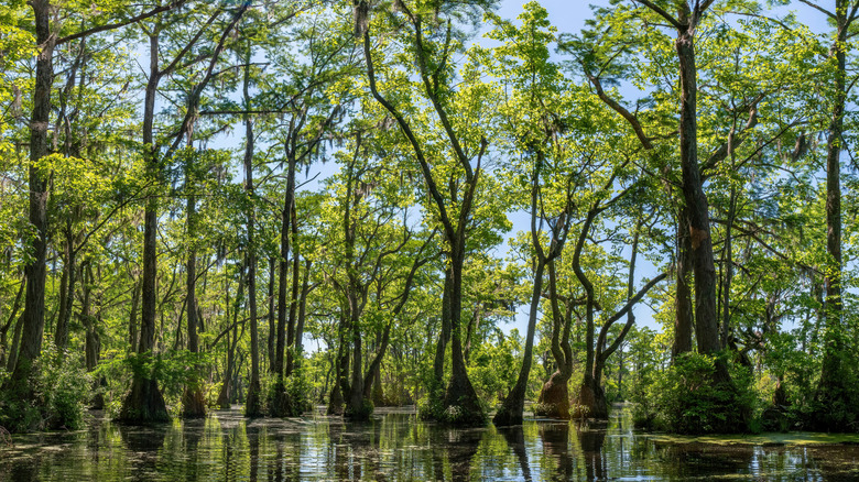 Merchant's Millpond State Park in northeastern North Carolina