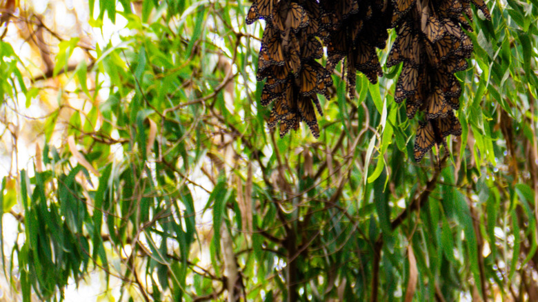 Orange and black monarch butterflies clustered on a branch at Natural Bridges State Beach, in Santa Cruz, California.