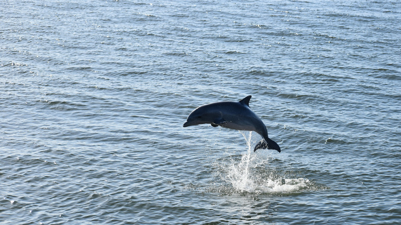 Dolphin jumping in Charleston Harbor