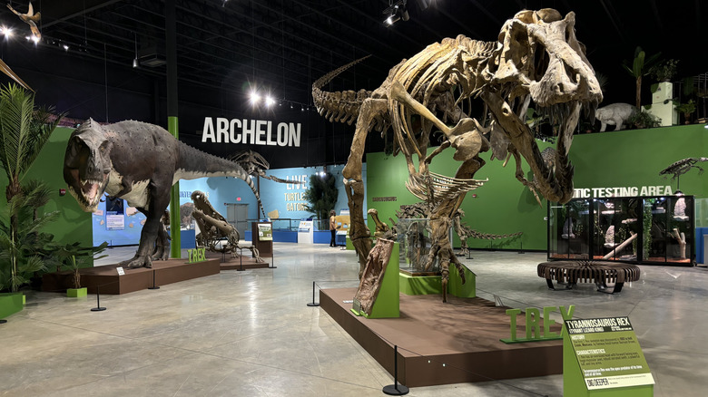 T. rex skeleton at the Indiana Dinosaur Museum in South Bend