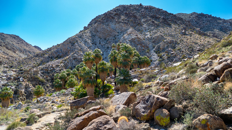 Fan palms stand below a dusty mountain on the Fortynine Palms Oasis Trail