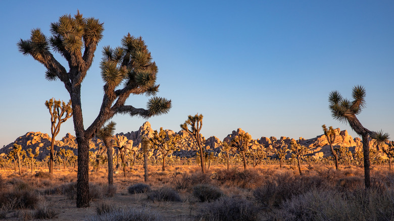 The sun sets over a stand of Joshua Trees