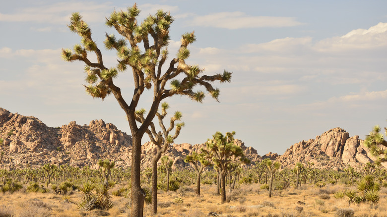 A yucca tree stands in the Joshua Tree National Park