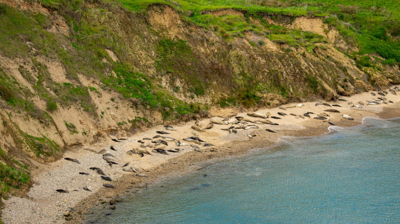 Harbor seals lie in the sand overlooking Drakes Bay at Elephant Seal Overlook at Point Reyes National Seashore.