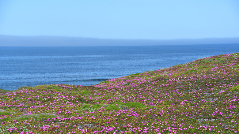 Purple ice plant flowers bloom on the cliffs overlooking the ocean at Point Reyes National Seashore.