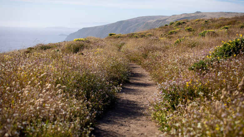 Wildflowers line a dirt path on the bluffs at Point Reyes National Seashore.