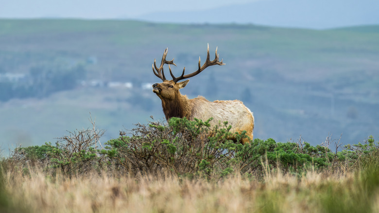 A large tule elk walks through the shrubs at Tomales Point, Point Reyes National Seashore.
