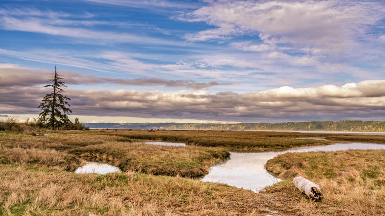 View of a marsh at Dosewallips State Park, Washington