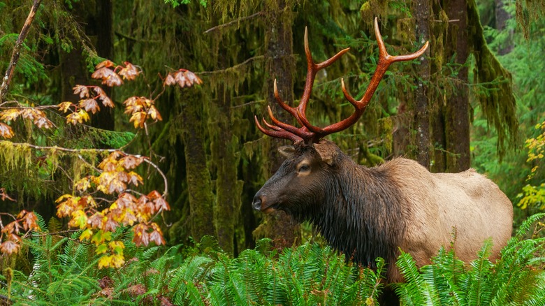 A Roosevelt bull elk in Olympic National Park, Washington
