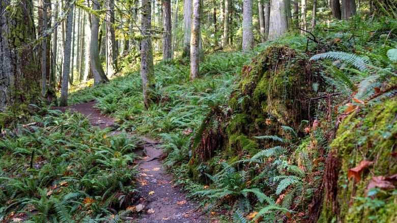 A trail in the forests of the Pacific Northwest in Moran State Park on Orcas Island, Washington