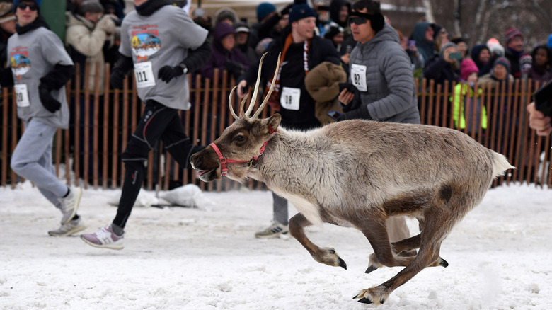 People competing in the Running of the Reindeer at the Fur Rendezvous in Anchorage, Alaska