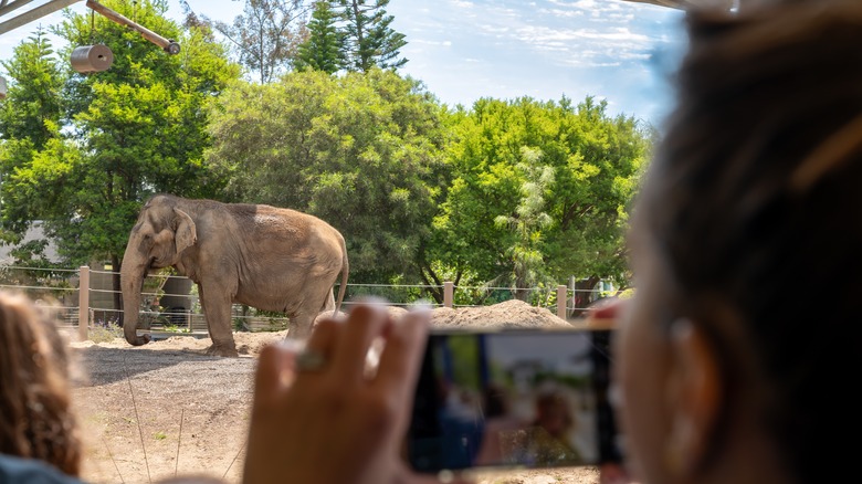 A person taking a picture of an elephant at the San Diego Zoo with their phone