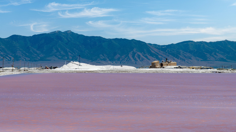 View over pink water at Great Salt Lake from Stansbury Island, Utah